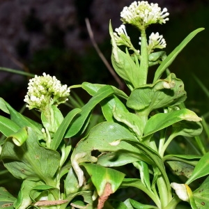 Photographie n°739084 du taxon Centranthus ruber (L.) DC. [1805]