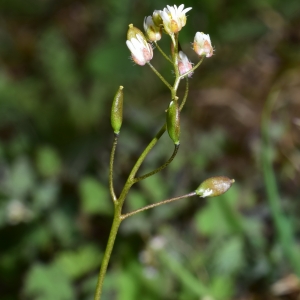 Photographie n°739086 du taxon Draba verna L. [1753]