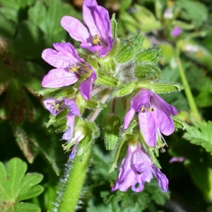 Photographie n°739088 du taxon Erodium moschatum (L.) L'Hér. [1789]