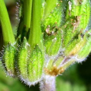 Photographie n°739089 du taxon Erodium moschatum (L.) L'Hér. [1789]