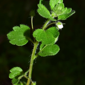  - Veronica hederifolia L. [1753]