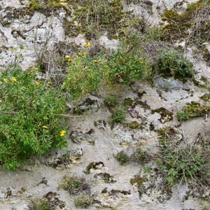 Photographie n°739098 du taxon Erysimum cheiri (L.) Crantz [1769]