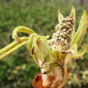 Photographie n°739193 du taxon Aesculus hippocastanum L. [1753]