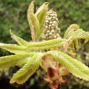 Photographie n°739194 du taxon Aesculus hippocastanum L. [1753]