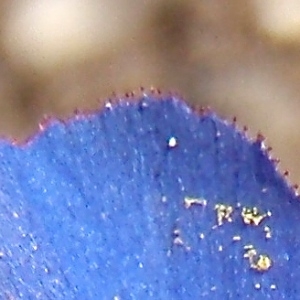 Photographie n°739236 du taxon Lysimachia arvensis subsp. latifolia (L.) Peruzzi [2010]