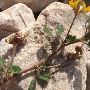 Photographie n°739241 du taxon Medicago littoralis Rohde ex Loisel. [1810]