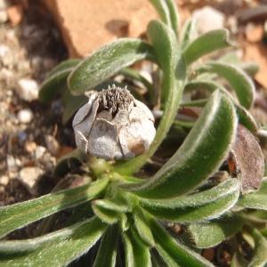 Photographie n°739244 du taxon Pallenis maritima (L.) Greuter [1997]