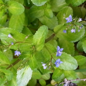 Photographie n°739285 du taxon Veronica beccabunga L.