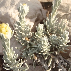 Photographie n°739318 du taxon Helichrysum stoechas (L.) Moench [1794]
