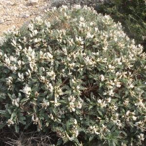 Photographie n°739319 du taxon Astragalus tragacantha L. [1753]