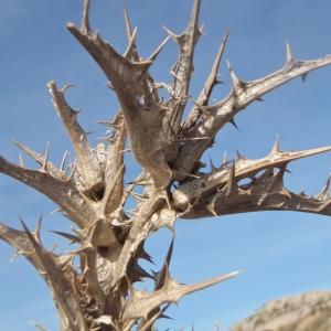 Photographie n°739333 du taxon Scolymus hispanicus L. [1753]