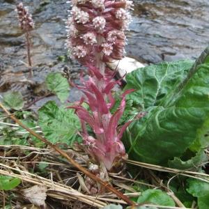 Photographie n°739395 du taxon Petasites hybridus (L.) G.Gaertn., B.Mey. & Scherb. [1801]