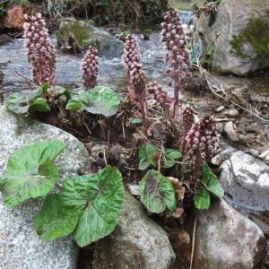 Photographie n°739396 du taxon Petasites hybridus (L.) G.Gaertn., B.Mey. & Scherb. [1801]
