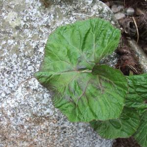 Photographie n°739397 du taxon Petasites hybridus (L.) G.Gaertn., B.Mey. & Scherb. [1801]