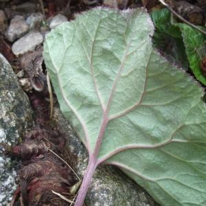 Photographie n°739399 du taxon Petasites hybridus (L.) G.Gaertn., B.Mey. & Scherb. [1801]