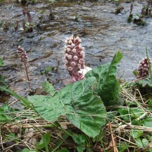 Photographie n°739403 du taxon Petasites hybridus (L.) G.Gaertn., B.Mey. & Scherb. [1801]