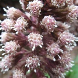 Photographie n°739407 du taxon Petasites hybridus (L.) G.Gaertn., B.Mey. & Scherb. [1801]