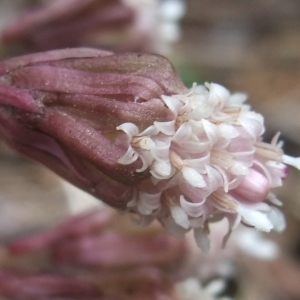 Photographie n°739410 du taxon Petasites hybridus (L.) G.Gaertn., B.Mey. & Scherb. [1801]