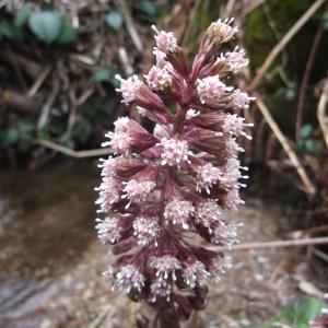 Photographie n°739411 du taxon Petasites hybridus (L.) G.Gaertn., B.Mey. & Scherb. [1801]