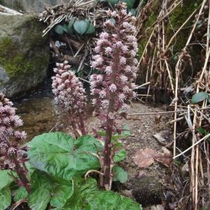 Photographie n°739412 du taxon Petasites hybridus (L.) G.Gaertn., B.Mey. & Scherb. [1801]