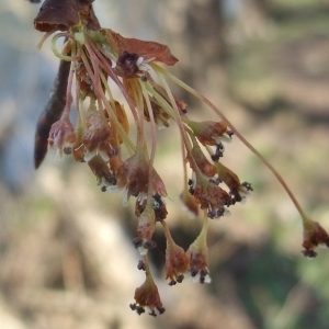 Ulmus laevis Pall. (Orme blanc)