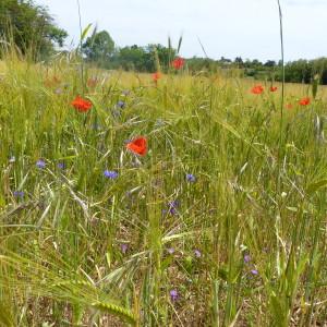 Photographie n°739642 du taxon Bleuet