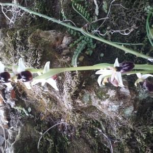  - Ophrys aranifera subsp. praecox (Corrias) Véla [2008]