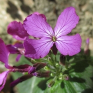 Photographie n°739743 du taxon Lunaria annua L. [1753]