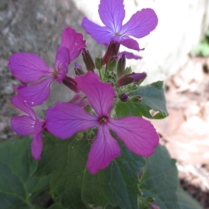 Photographie n°739746 du taxon Lunaria annua L. [1753]