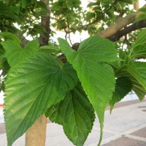 Photographie n°739791 du taxon Morus kagayamae Koidz. [1915]