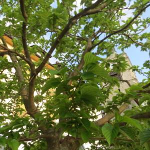 Photographie n°739792 du taxon Morus kagayamae Koidz. [1915]