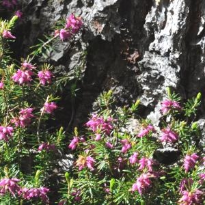 Photographie n°739809 du taxon Erica carnea L. [1753]