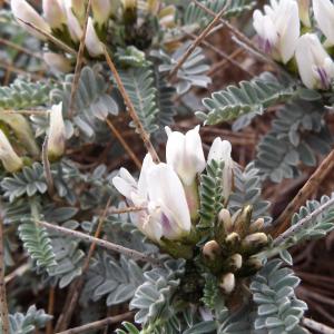 Photographie n°739822 du taxon Astragalus tragacantha L. [1753]