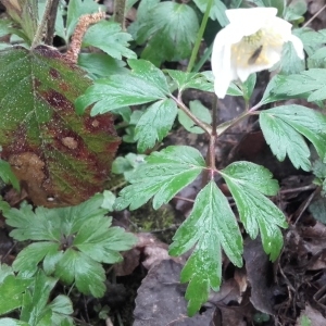 Photographie n°739933 du taxon Anemone nemorosa L. [1753]