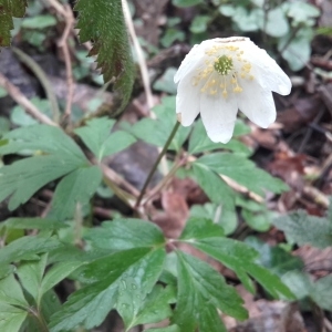 Photographie n°739934 du taxon Anemone nemorosa L. [1753]