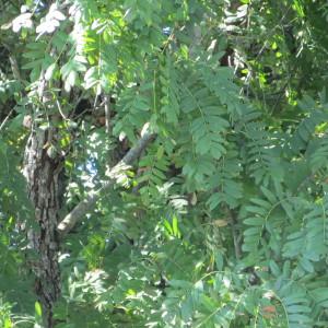 Photographie n°739944 du taxon Sorbus domestica L. [1753]