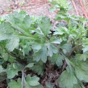 Photographie n°739948 du taxon Artemisia L.