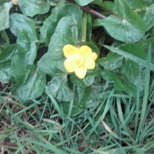 Photographie n°739965 du taxon Caltha palustris L. [1753]