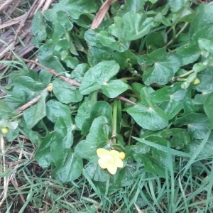 Photographie n°739966 du taxon Caltha palustris L. [1753]