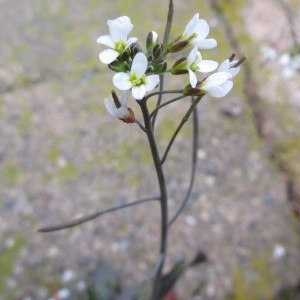 Photographie n°739984 du taxon Arabidopsis thaliana (L.) Heynh.