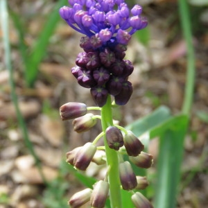 Photographie n°740119 du taxon Muscari comosum (L.) Mill. [1768]