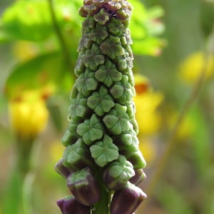 Photographie n°740120 du taxon Muscari comosum (L.) Mill. [1768]