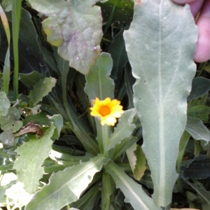 Photographie n°740150 du taxon Calendula arvensis L. [1763]