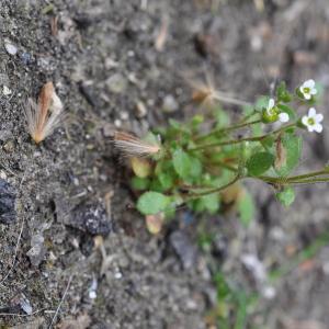 Photographie n°740455 du taxon Saxifrage à trois doigts