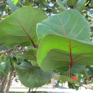 Photographie n°740460 du taxon Coccoloba uvifera (L.) L.