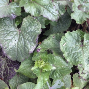 Photographie n°740514 du taxon Lunaria annua L.