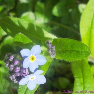 Photographie n°740522 du taxon Myosotis arvensis (L.) Hill [1764]
