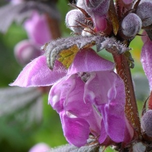 Photographie n°740617 du taxon Lamium maculatum (L.) L. [1763]