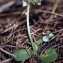  Liliane Roubaudi - Moneses uniflora (L.) A.Gray [1848]