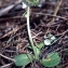  Liliane Roubaudi - Moneses uniflora (L.) A.Gray [1848]